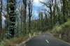 Bushfire regrowth on McKillop Road VIC