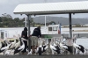 Pelicans looking for a feed, Mallacoota VIC