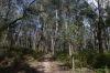 Limestone Box Forest Trail, Colquhoun State Forest, VIC