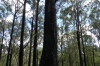 Limestone Box Forest Trail, Colquhoun State Forest, VIC