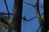 Kookaburra, Limestone Box Forest Trail, Colquhoun State Forest, VIC