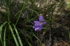 Orchids on Armstrongs Track, Colquhoun State Forest, VIC