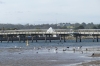 Birds feeding near the Cunningham Arm Footbridge, Lakes Entrance VIC