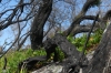 Bush fire devestation at Cape Conran VIC