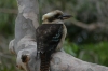 Kookaburras at Mallacoota VIC