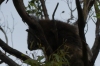 Koala at Mallacoota VIC