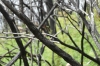 Bushfire recovery at Genoa Creek Falls VIC