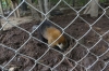 Coatí amazónico / Cuchuchos, Zoológica El Arca EC