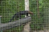 Cabeze de Mate (Tayra or Eira barbara), Zoológica El Arca EC