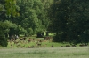 Deer in Deer Park, Windsor GB