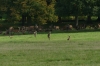 Deer in Deer Park, Windsor GB