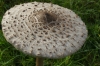 Mushrooms on Snow Hill, Windsor GB