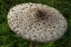 Mushroom on Snow Hill, Windsor GB