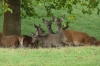 Deer in Deer Park, Windsor GB