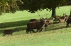 Deer in Deer Park, Windsor GB