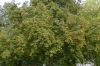 It's Autumn and the chestnuts are falling in Windsor Great Park GB