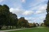 It's Autumn and the chestnuts are falling in Windsor Great Park GB