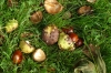 It's Autumn and the chestnuts are falling in Windsor Great Park GB
