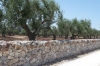 Dry stone walls, just outside Alberobello