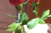 Rose from the captain for Lady's Day - SS Iberostar Grand Amazon, Amazonia BR