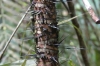 Spikey palm. Jaraqui Stream jungle hike, Amazon BR