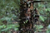 Spikey palm. Jaraqui Stream jungle hike, Amazon BR