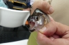 Thea’s second catch, and those teeth. Piraña fishing, Rio Negro BR