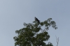 Eagle. Ariaú River off the Rio Negro BR