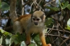 Squirrel Monkeys. Ariaú River off the Rio Negro BR