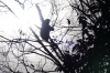 Three toed sloth. Ariaú River off the Rio Negro BR
