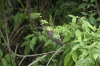 Grey heron. Ariaú River off the Rio Negro BR