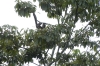 Three toed sloth. Ariaú River off the Rio Negro BR