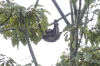 Three toed sloth. Ariaú River off the Rio Negro BR