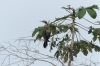 Cormorant. Ariaú River off the Rio Negro BR