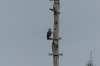 Eagle. Ariaú River off the Rio Negro BR