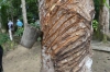 Tapping the tree. Seringal Vila Paraiso Museum (rubber museum), Rio Negro BR