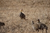 Yellow Necked bird, Ambesoli National Park, Kenya