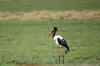 Spur Winged Northern Goose, Ambesoli National Park, Kenya