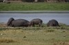 Hippoptamus, Ambesoli National Park, Kenya