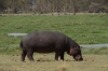 Hippopotamus, Ambesoli National Park, Kenya