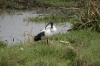 Ibis, Ambesoli National Park, Kenya