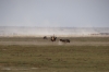 Ostriches mating, Ambesoli National Park, Kenya