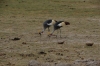 Crown Birds, Ambesoli National Park, Kenya