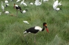Saddle Billed Stork, Ambesoli National Park, Kenya