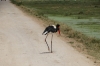 Saddle Billed Stork, Ambesoli National Park, Kenya