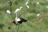 Saddle Billed Stork with fish, Ambesoli National Park, Kenya