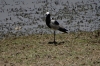 Blacksmith Lapwing, Ambesoli National Park, Kenya