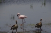 Lesser Flamingo & Egyptian Geese, Ambesoli National Park, Kenya