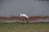 Spoonbill, Ambesoli National Park, Kenya