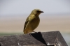 Female Yellow Weaver, Observation Hill, Ambesoli National Park, Kenya